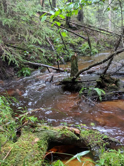 Pine River National Forest Campground Picture 3