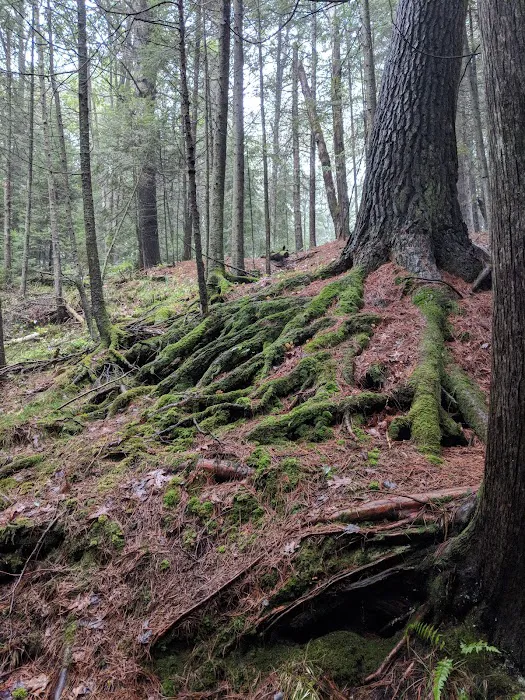 Pine River National Forest Campground Picture 1