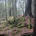 Pine River National Forest Campground
