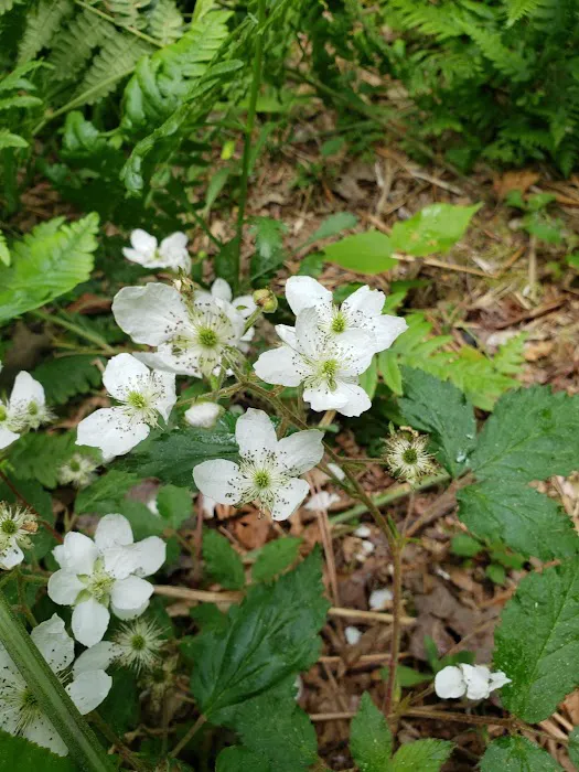 Camp 437, Private Camp Picture 1