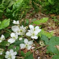 Camp 437, Private Camp ico