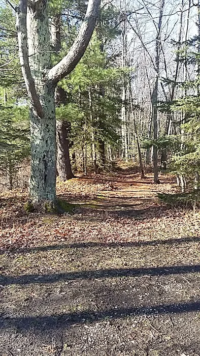 Grass Lake State Forest Campground Picture 8