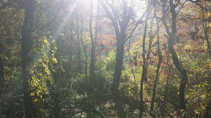 Camp Tomo-Chi-Chi Knolls Picture 10