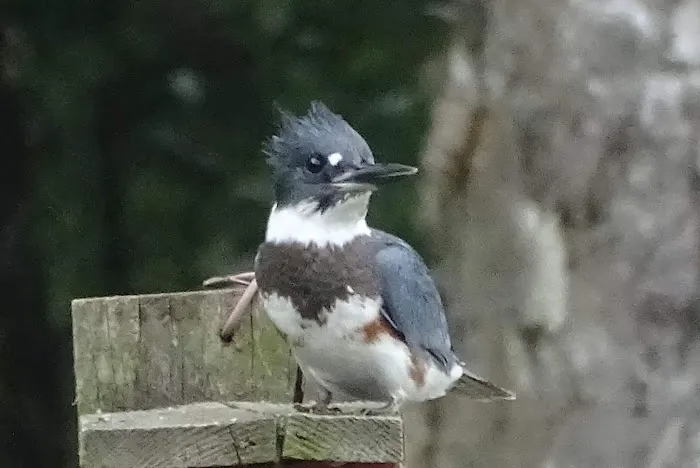 Coho Bend Campground Picture 8