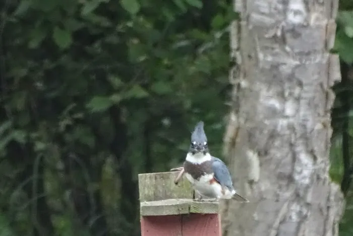 Coho Bend Campground Picture 7