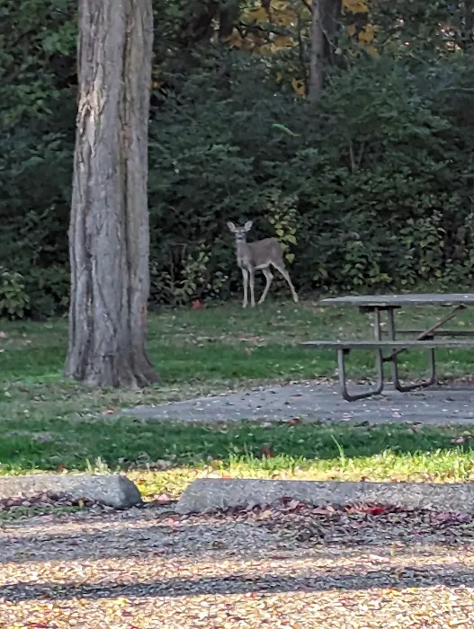 Black Locust Campground Picture 1