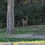 Black Locust Campground