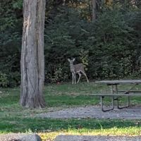 Black Locust Campground ico