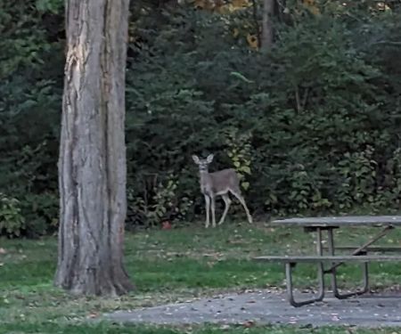 Black Locust Campground