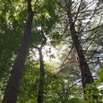 Fox Ridge State Park Campground