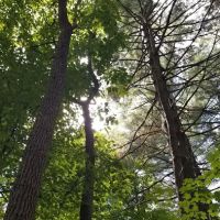 Fox Ridge State Park Campground ico