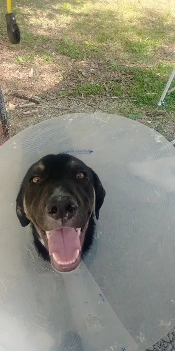 Laurel Branch Campground Picture 9