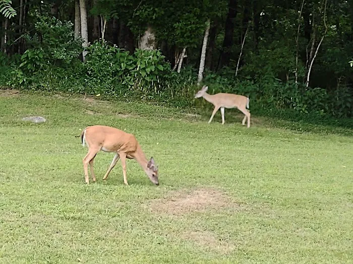 Salt Lick Creek Campground Picture 8