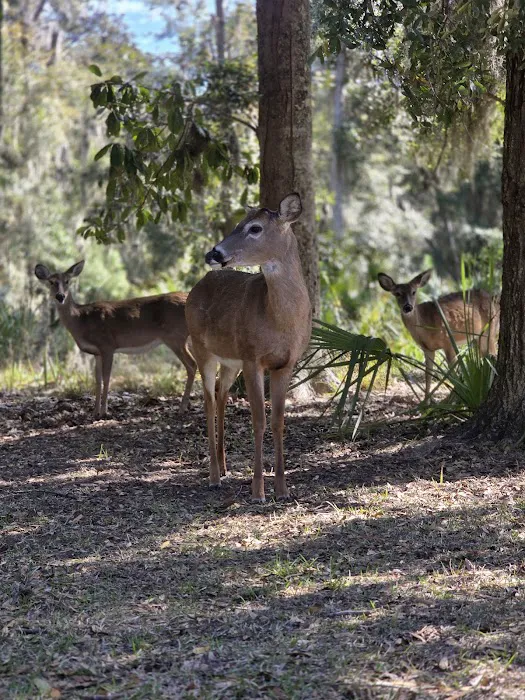Fort McAllister Campground Picture 1