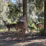 Fort McAllister Campground