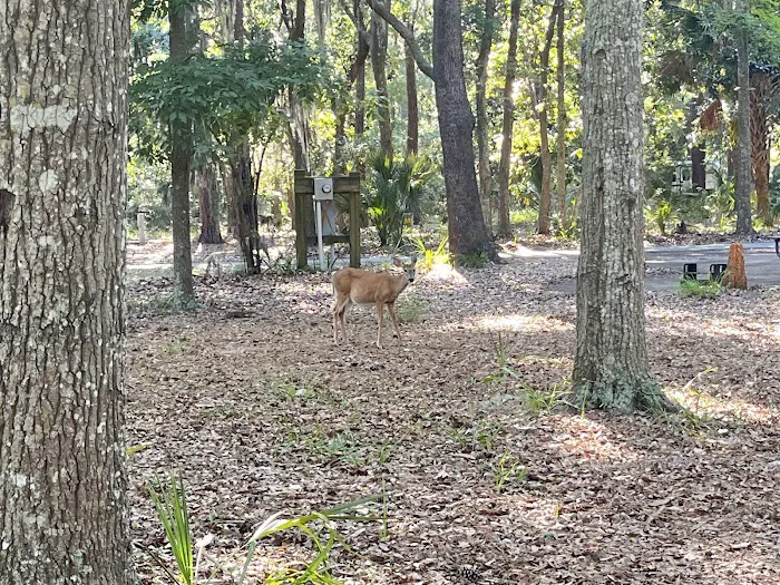 Fort McAllister Campground Picture 6