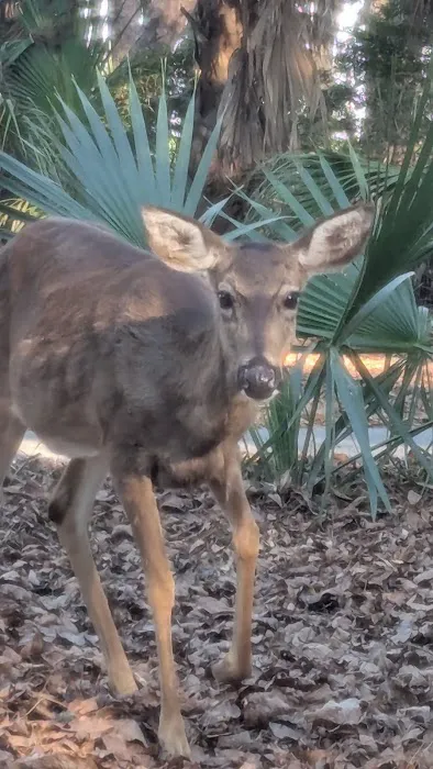 Fort McAllister Campground Picture 10