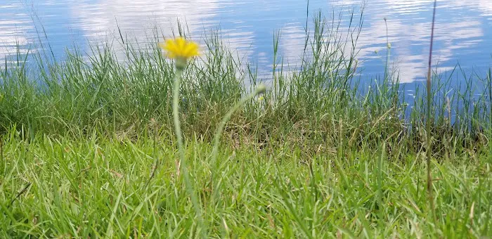 Holbrook Pond Picture 10