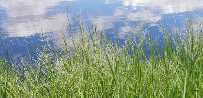 Holbrook Pond Picture 8