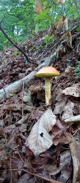 Upper Stamp Creek Campground Picture 6