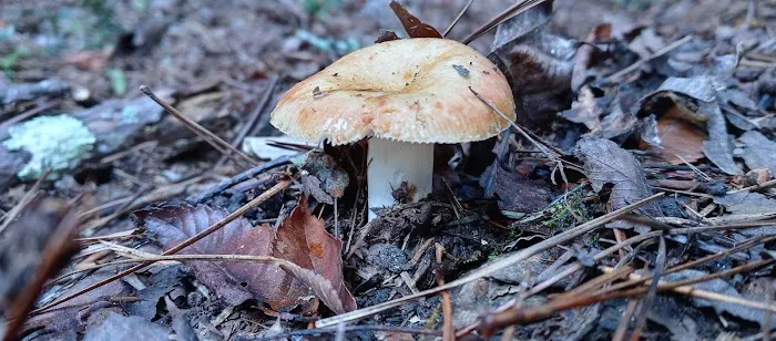 Upper Stamp Creek Campground Picture 7