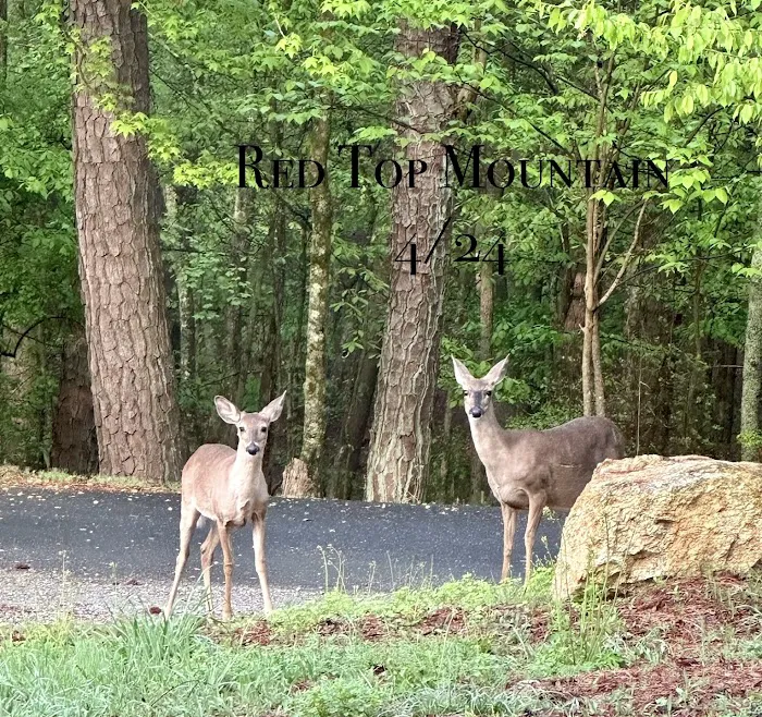 Red Top Mountain State Park Campground Picture 7