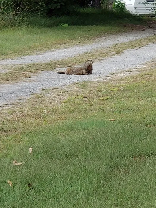 Plum Nelly Campground Picture 6