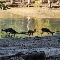 Harrison Bay State Park Campground Loop B ico
