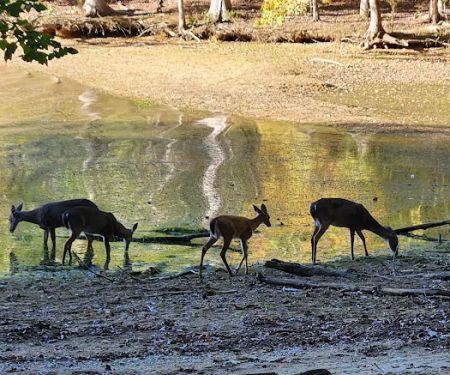 Harrison Bay State Park Campground Loop B