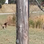 Harrison Bay State Park Campground Loop C