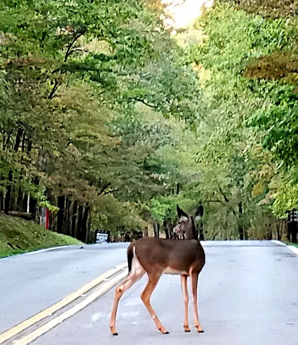 Fall Creek Falls Family Campground C Picture 2