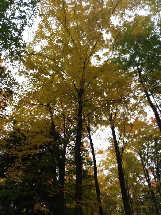 Platte River State Forest Campground Picture 6