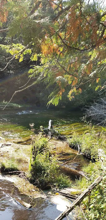 Platte River State Forest Campground Picture 8