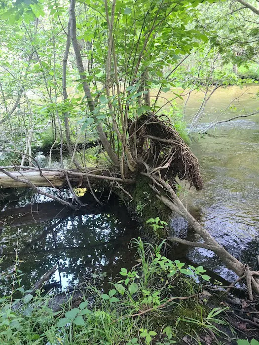 Veterans Memorial State Forest Campground Picture 10