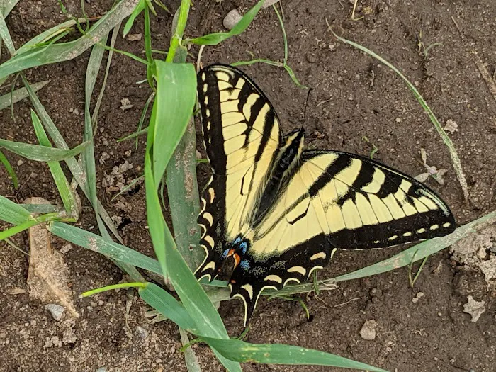 Chandler Hill Campground Picture 10