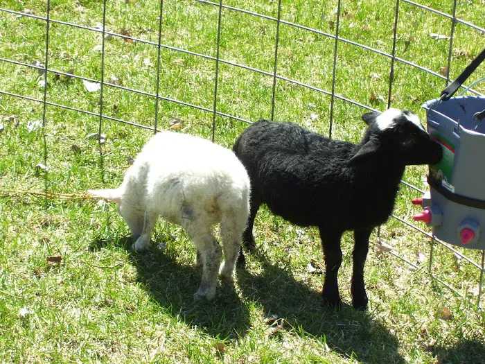 Sturgeon Valley Campground Picture 9