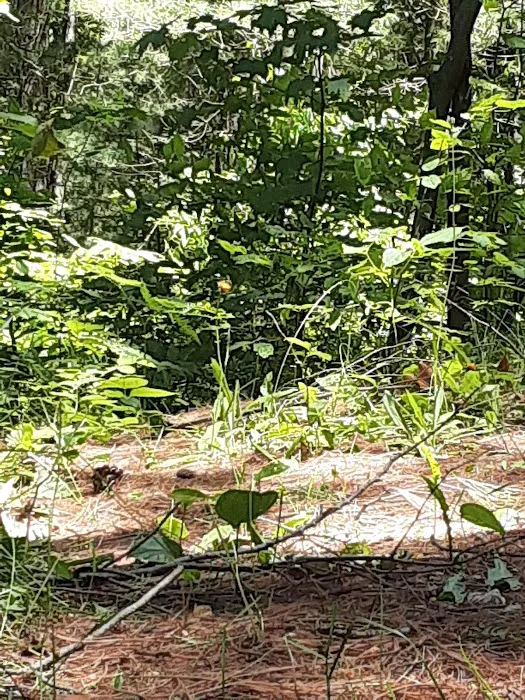 Weber Lake State Forest Campground Picture 5