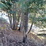 Haakwood State Forest Campground