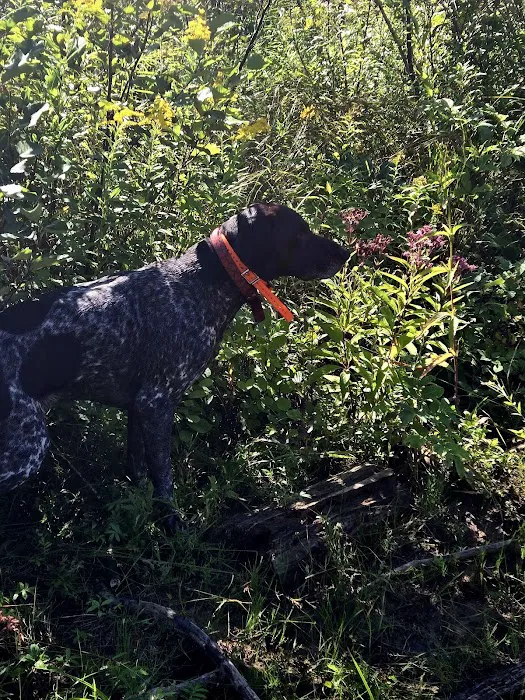 Haakwood State Forest Campground Picture 6