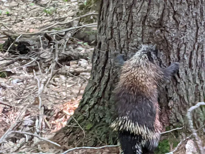Elk Hill Group Equestrian Campground Picture 8