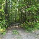 Pine Grove State Forest Campground