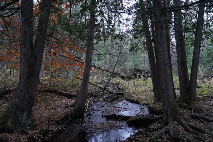 Pine Grove State Forest Campground Picture 5