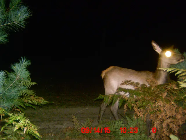 Elkwood Campground Picture 2