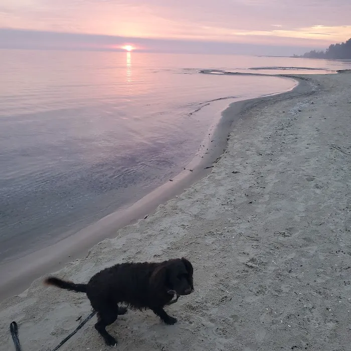 Ossineke State Forest Campground Picture 6