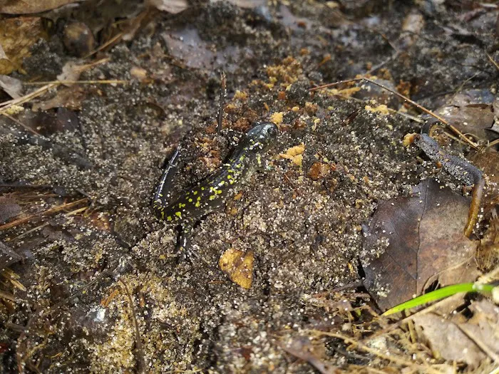 Ossineke State Forest Campground Picture 4