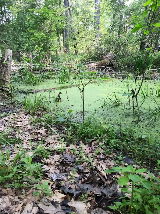 Ossineke State Forest Campground Picture 9