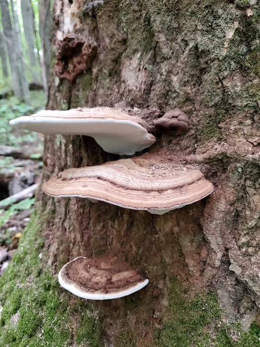 Lake Ann State Forest Campground Picture 9