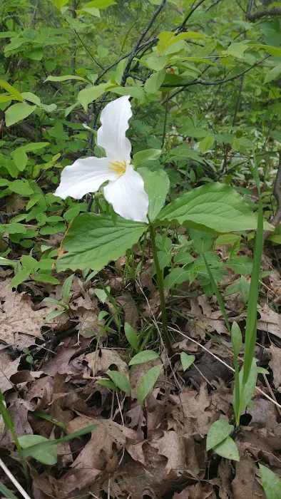 Lake Ann State Forest Campground Picture 6