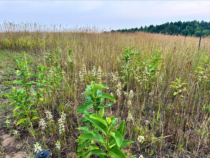 Backyard Burdickville Picture 4