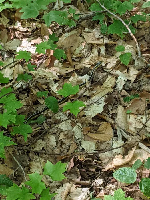 Village Campground North Manitou Island Picture 3